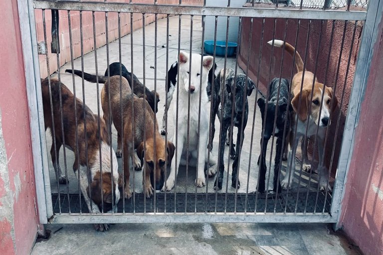 Torremolinos inaugura su primer centro de atención animal municipal